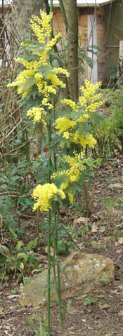 mimose